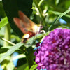 Broad-bordered Bee Hawk-moth