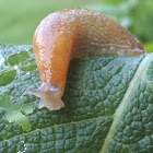 Field Slug