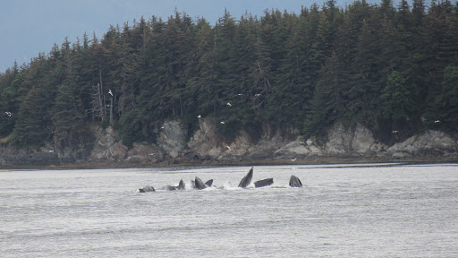 IMG_4103 - Humpback whales "bubble feeding" in Auke Bay, outside Juneau.