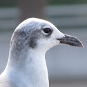 Laughing Gull