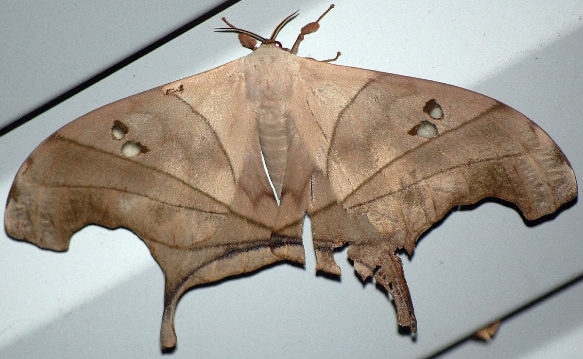 Large brown moth