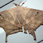Large brown moth