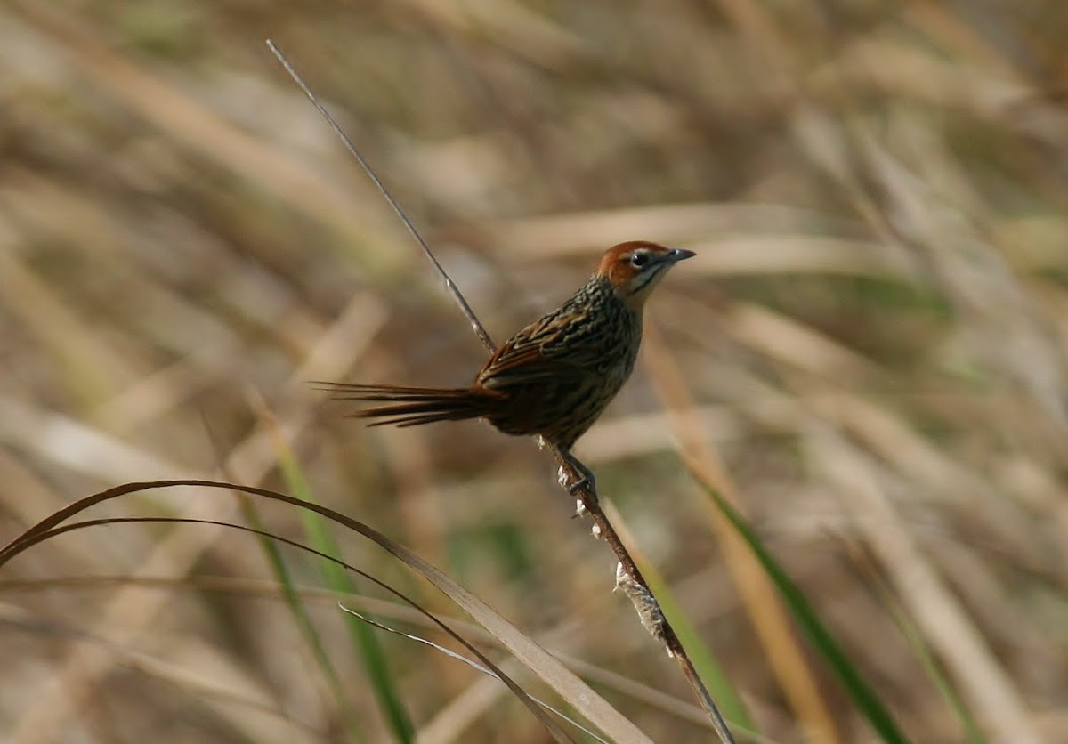 Cape Grassbird