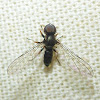 Big-Headed Fly