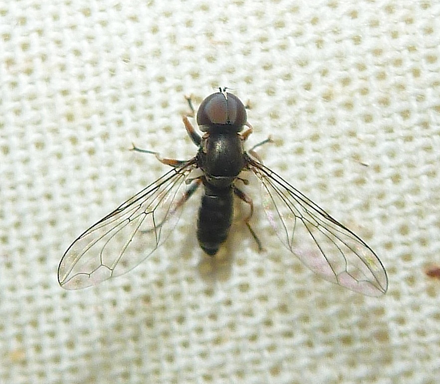 Big-Headed Fly