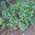 Alatus bush