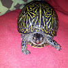 Ornate Box Turtle