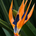 Crane Flower