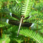 Pied parasol - Male