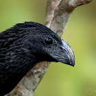 Groove-billed Ani. Garrapatero Piquiestriado (Tijo, Tinco, Zopilotillo)