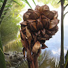 Nipa palm (Philippines)