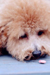 Poodle Puzzle by BookMan poster 4