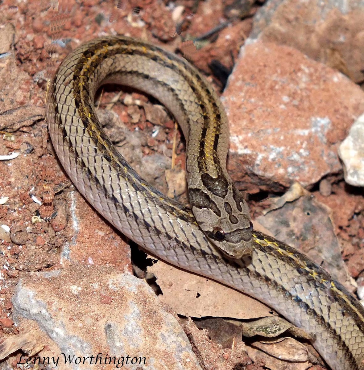 Striped Kukri Snake