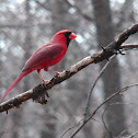 North Eastern Cardinal male