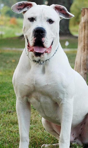 American Bulldog Wallpapers