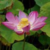 Sacred Lotus/Heilige Lotus