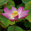 Sacred Lotus/Heilige Lotus