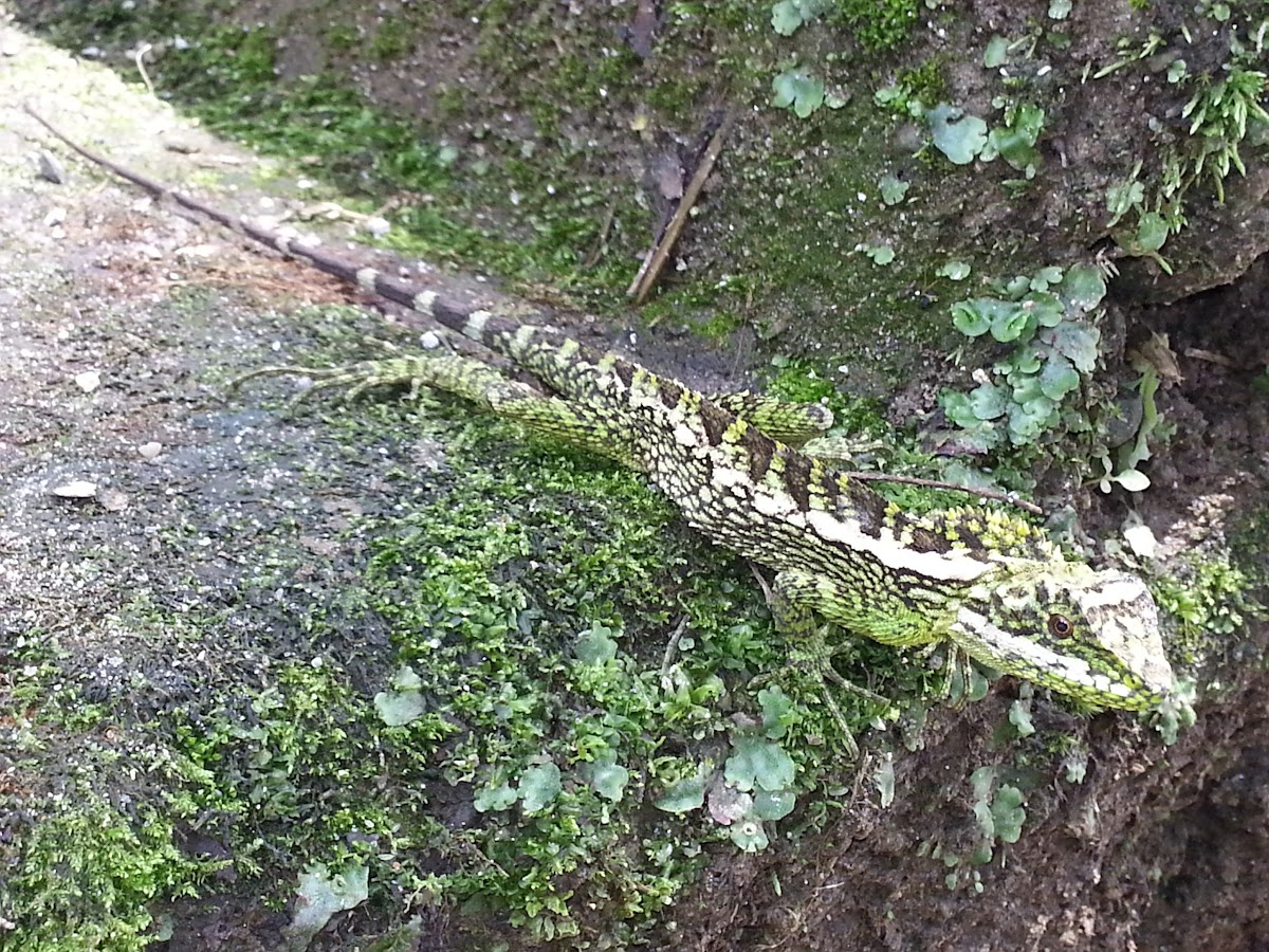 Common garden lizard