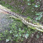 Common garden lizard