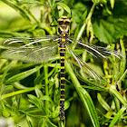 Golden-ringed Dragonfly