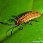 Net-Winged Beetle