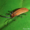 Net-Winged Beetle