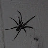 Southern House Spider (female)