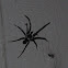 Southern House Spider (female)