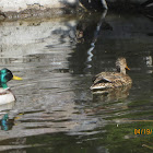 Mallard Duck