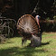 Wild turkey