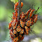 Leaf-footed bug (Nymphs)