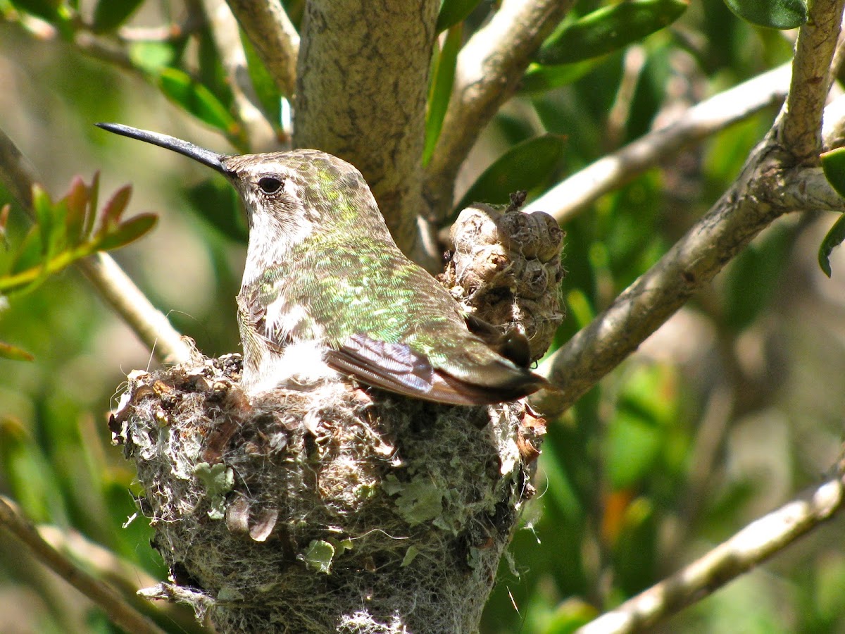 Anna's Hummingbird (female and young)