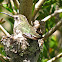 Anna's Hummingbird (female and young)