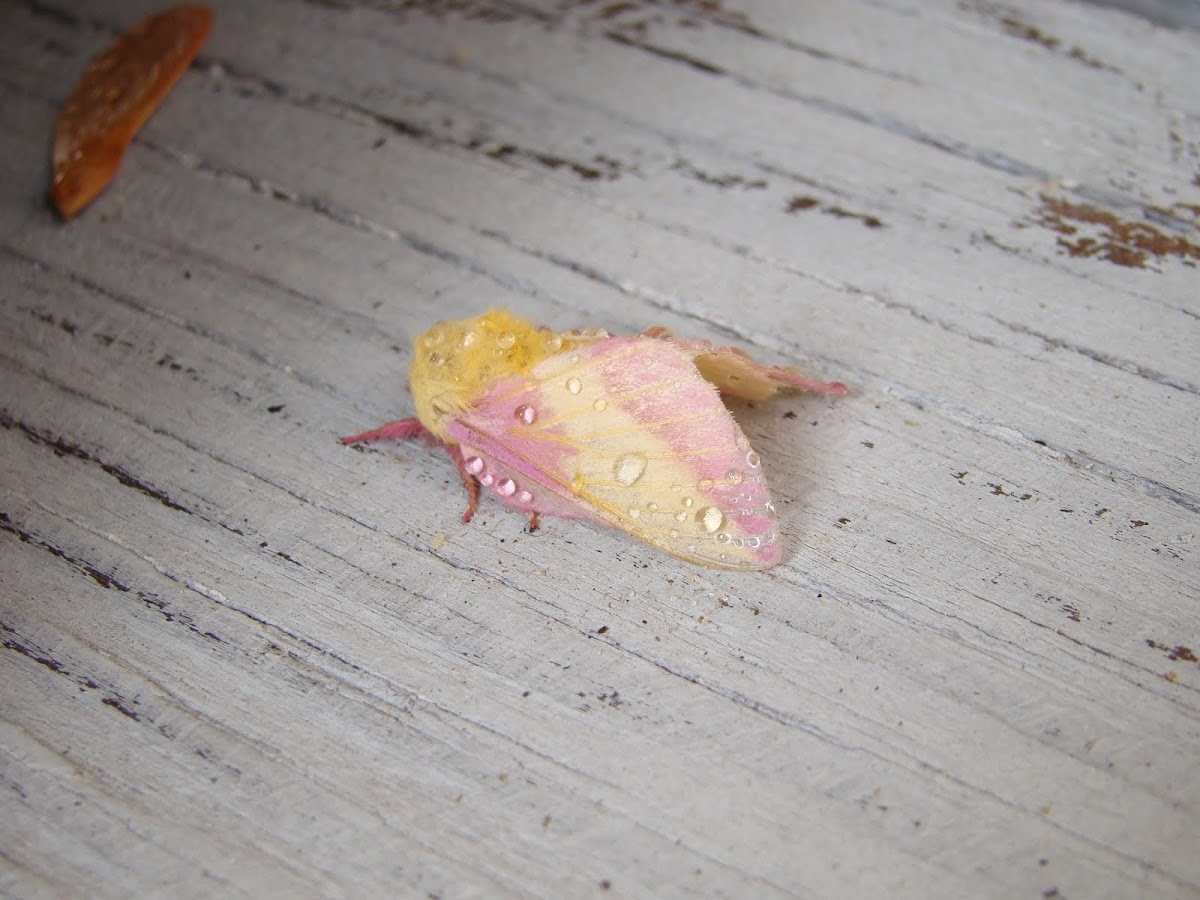 Rosy Maple Moth