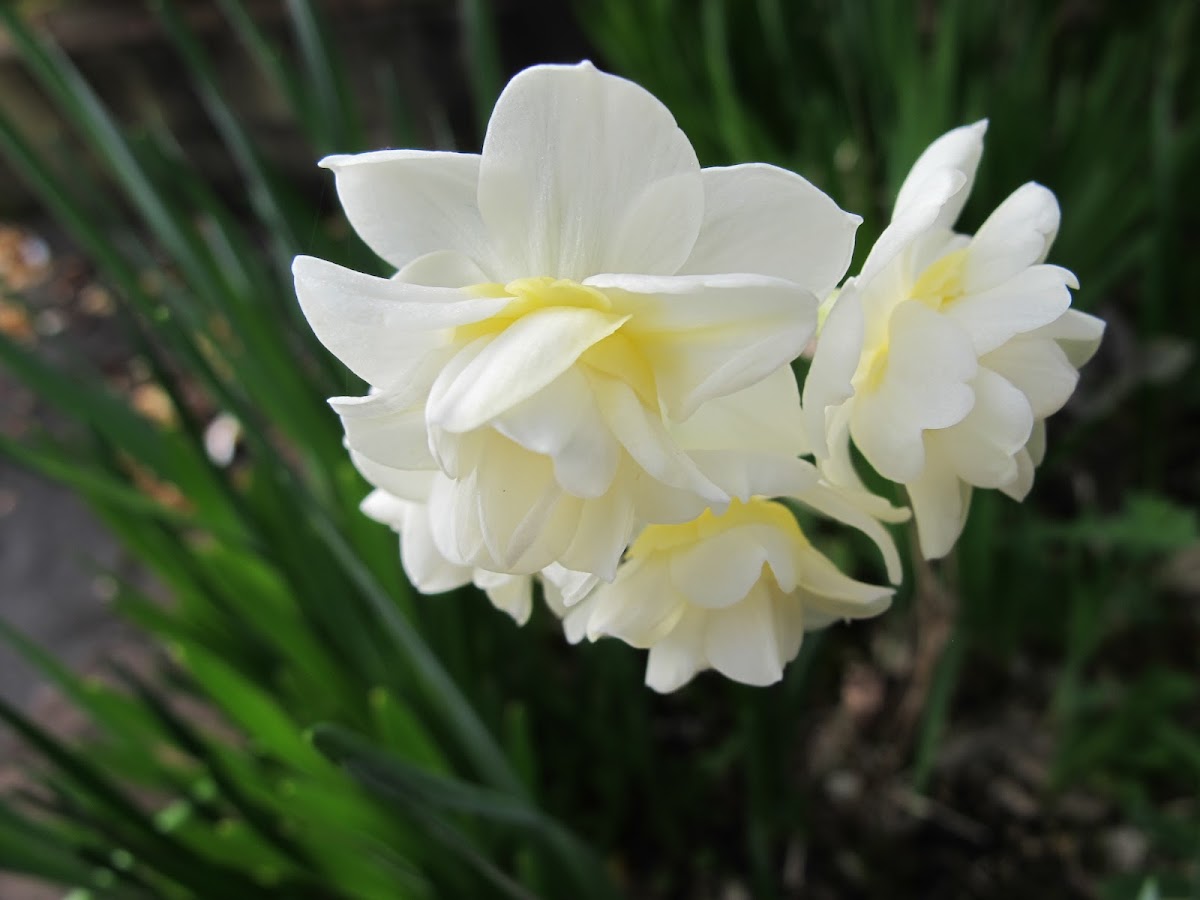 Narcissus, Earlicheer