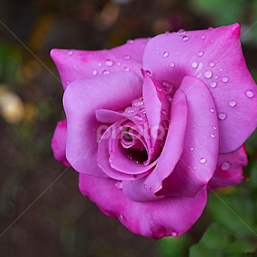 by Preety Patel - Flowers Single Flower