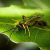 Ichneumonidae Wasp
