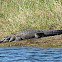 American Alligator