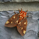 Royal Walnut Moth