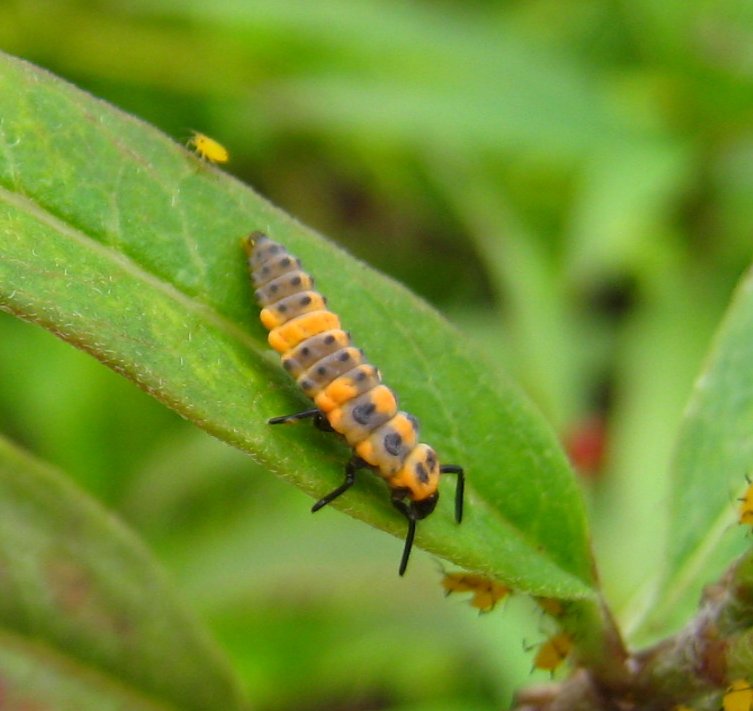 Australian lady beetle (larval)