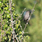 Gray Cat Bird