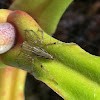 Lynx Spider