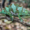 Flap-necked chameleon