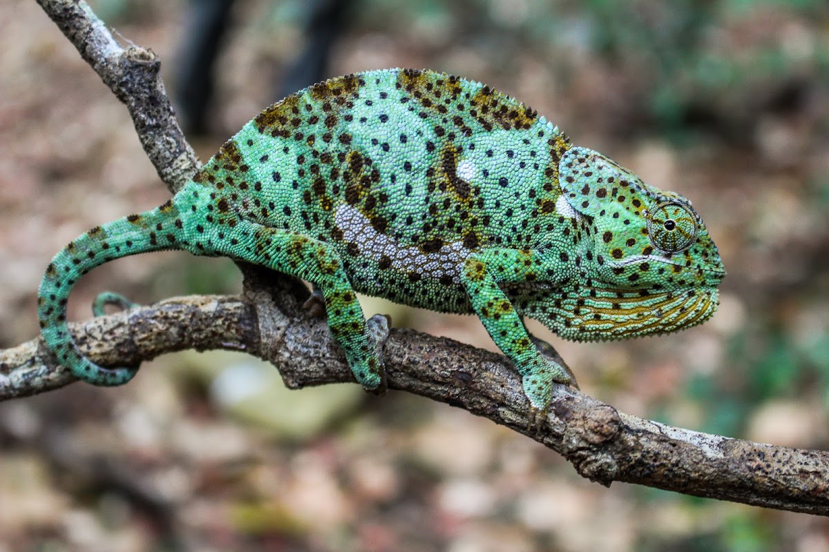 Flap-necked chameleon