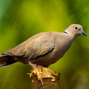 Eurasian Collared Dove by Avik Mondal - Animals Birds