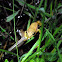 Translucent Snouted Tree Frog