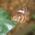 Orange lacewing