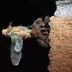 Annual Cicada Moulting