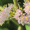 Beautyberry blooms