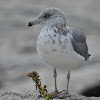 Herring Gull